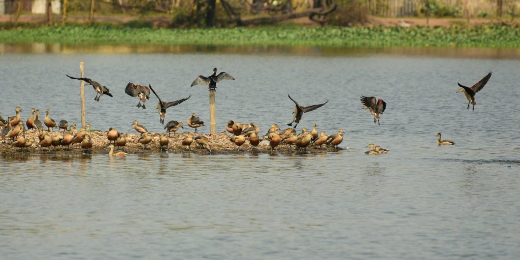 birds santra