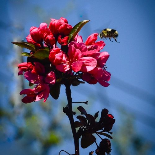 bee@ca usa