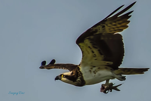 OspreyEdtd