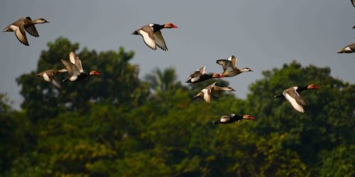 Pochards@PU-Small-1536x768